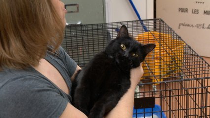 Réseau de protection animale BDC