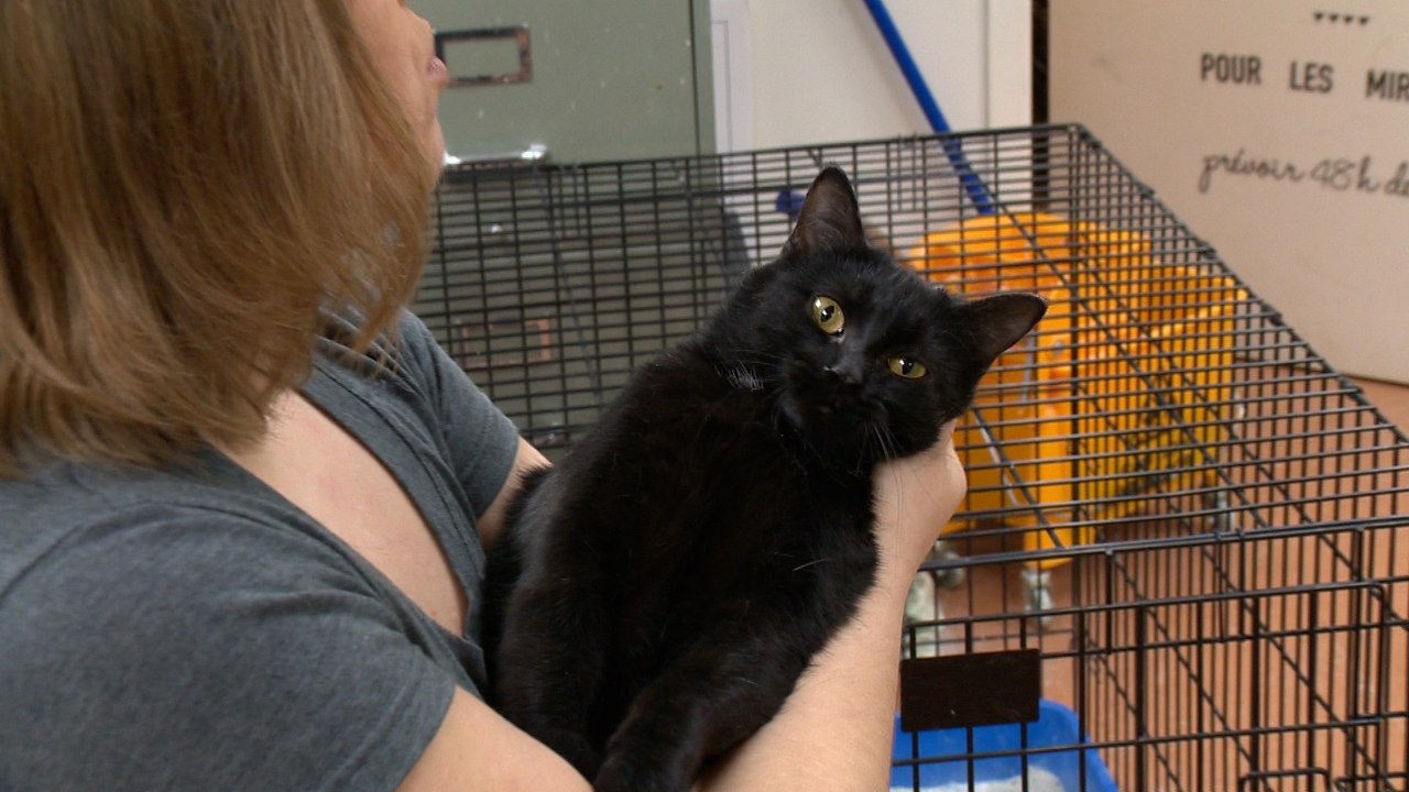 Réseau de protection animale BDC