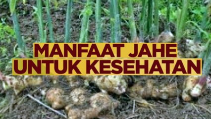 Terbukti Ampuh Lawan Virus, Berikut Manfaat Jahe untuk Kesehatan kita