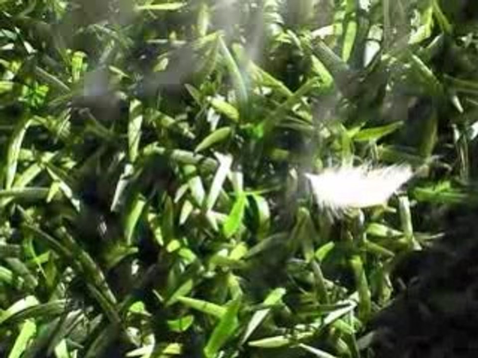 FLY FORREST SUÉDÉ