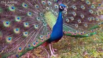 The Glory of the Peacock │10 Facts About Peacocks │The Animal Planet