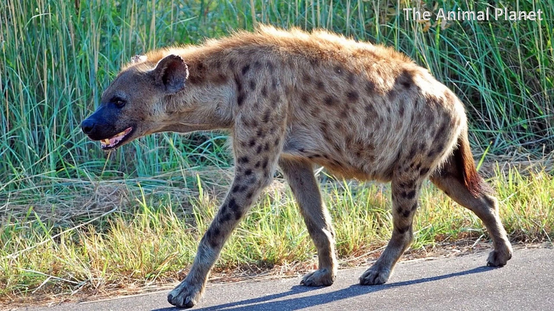 ⁣Top 12 Wild Animal Names │Africa Safari Animals │Wildlife Animals │Safari Animals │The Animal Planet
