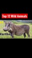 Top 12 Wild Animal Names │Africa Safari Animals │Wildlife Animals │YouTube Shorts │The Animal Planet