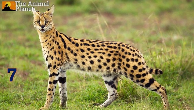 Wild Cats of the World │Top 12 Wild Cat Family │Wildlife Animals │The Animal Planet