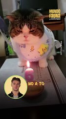 A este gatito no le gusta celebrar sus cumpleaños