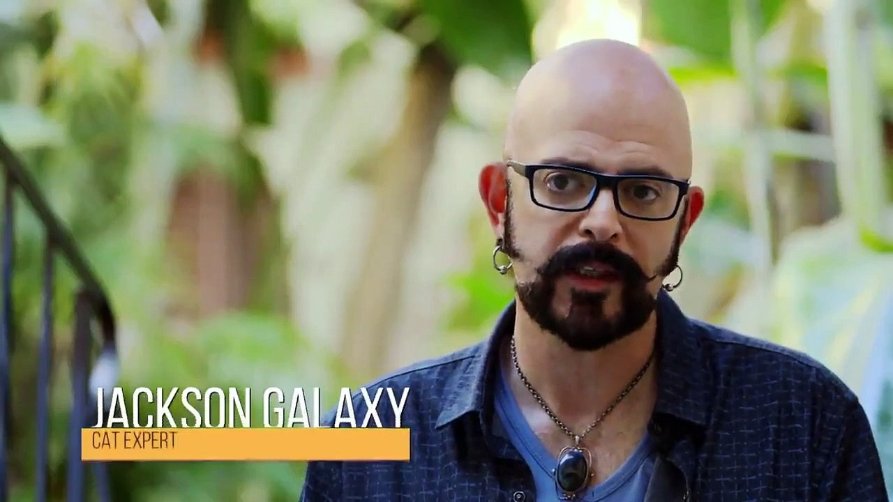 My cat from hell - se10 - ep08 - baby the bully hd watch