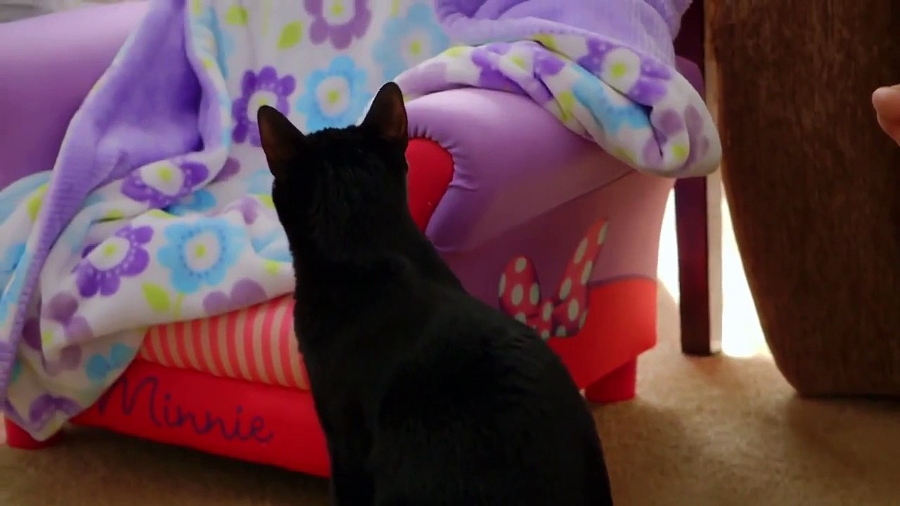 My Cat from Hell - Se10 - Ep10 - My Pup From Hell HD Watch