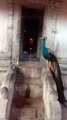 peacock in temple paon dans le temple pavo real en el templo