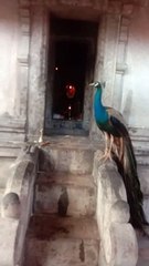 peacock in temple paon dans le temple pavo real en el templo