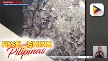 Higit 100 hatchlings ng Hawksbill sea turtle, pinakawalan sa baybayin sa Baliguian sa Zamboanga Del Norte