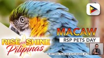 WEDNESDAY PETSDAY | Macaw parrots