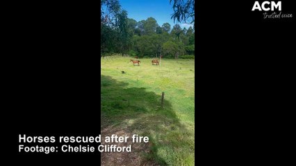 Horses safe and sound after fire | Jimboomba Times | January 11 2023