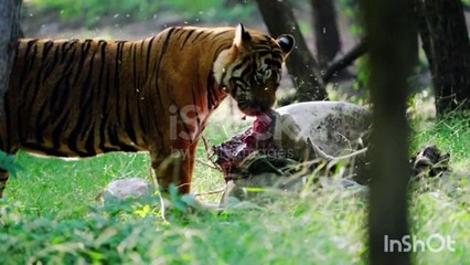 A male tiger killing cow and eat slow motion