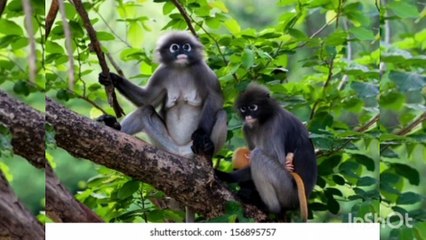 A black howler Monkey resting