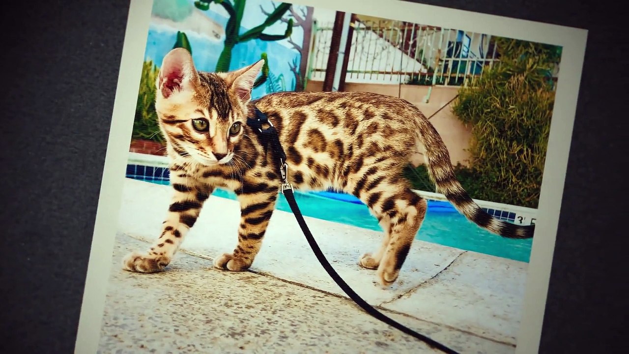 Cat People - Se1 - Ep06 HD Watch