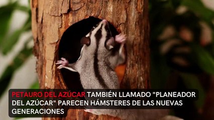Descubre las Mascotas Más Raras y Asombrosas del Mundo 🐾