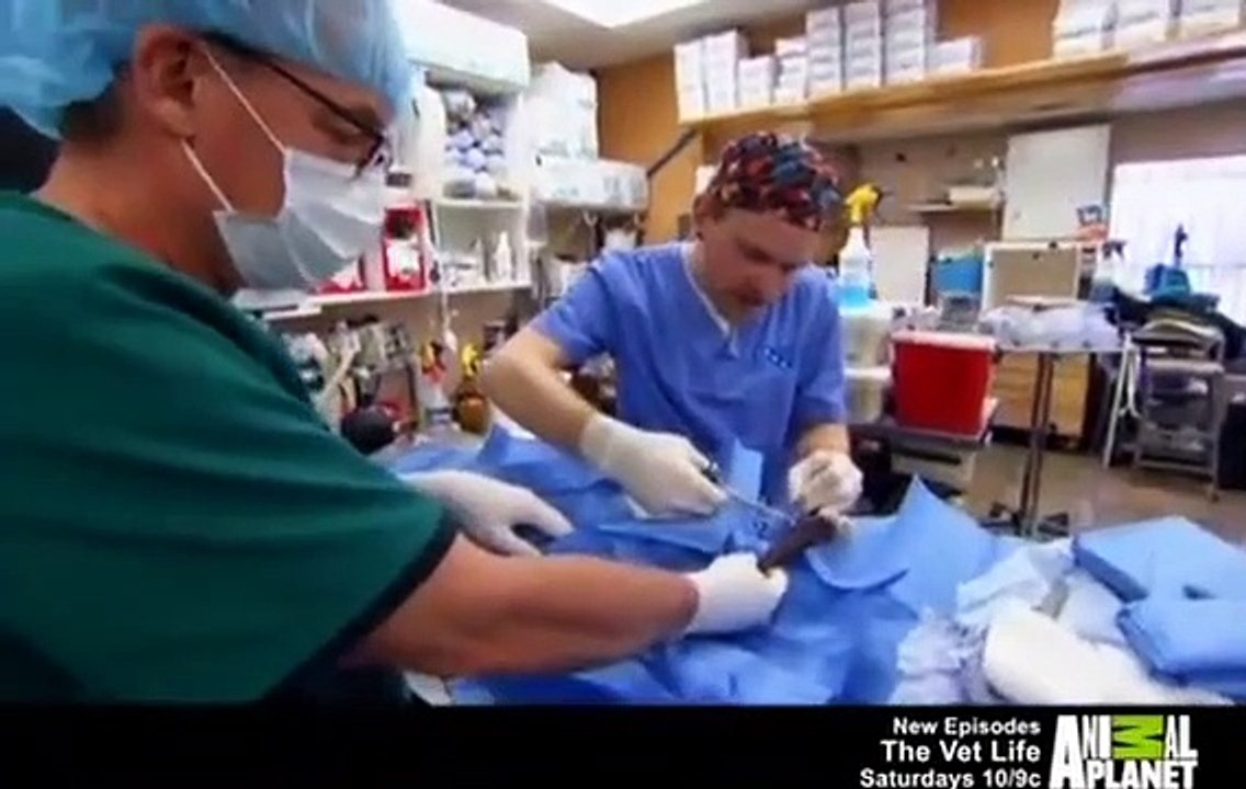 Dr. Jeff - Rocky Mountain Vet - Se2 - Ep12 HD Watch