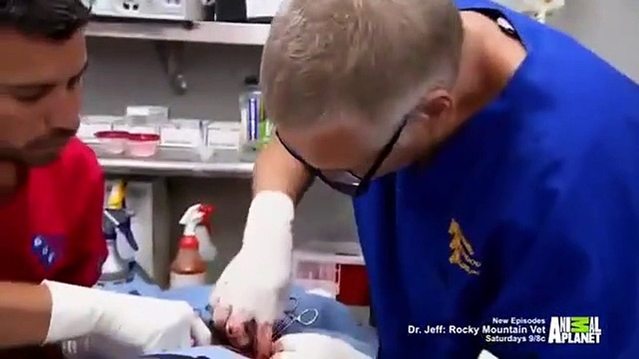 Dr. Jeff - Rocky Mountain Vet - Se3 - Ep02 HD Watch