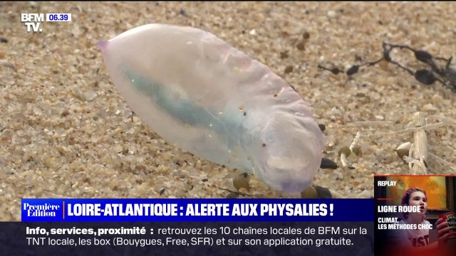 Attention, ne touchez pas aux physalies : l'ARS des Pays de la Loire alerte de leur présence sur le littoral atlantique