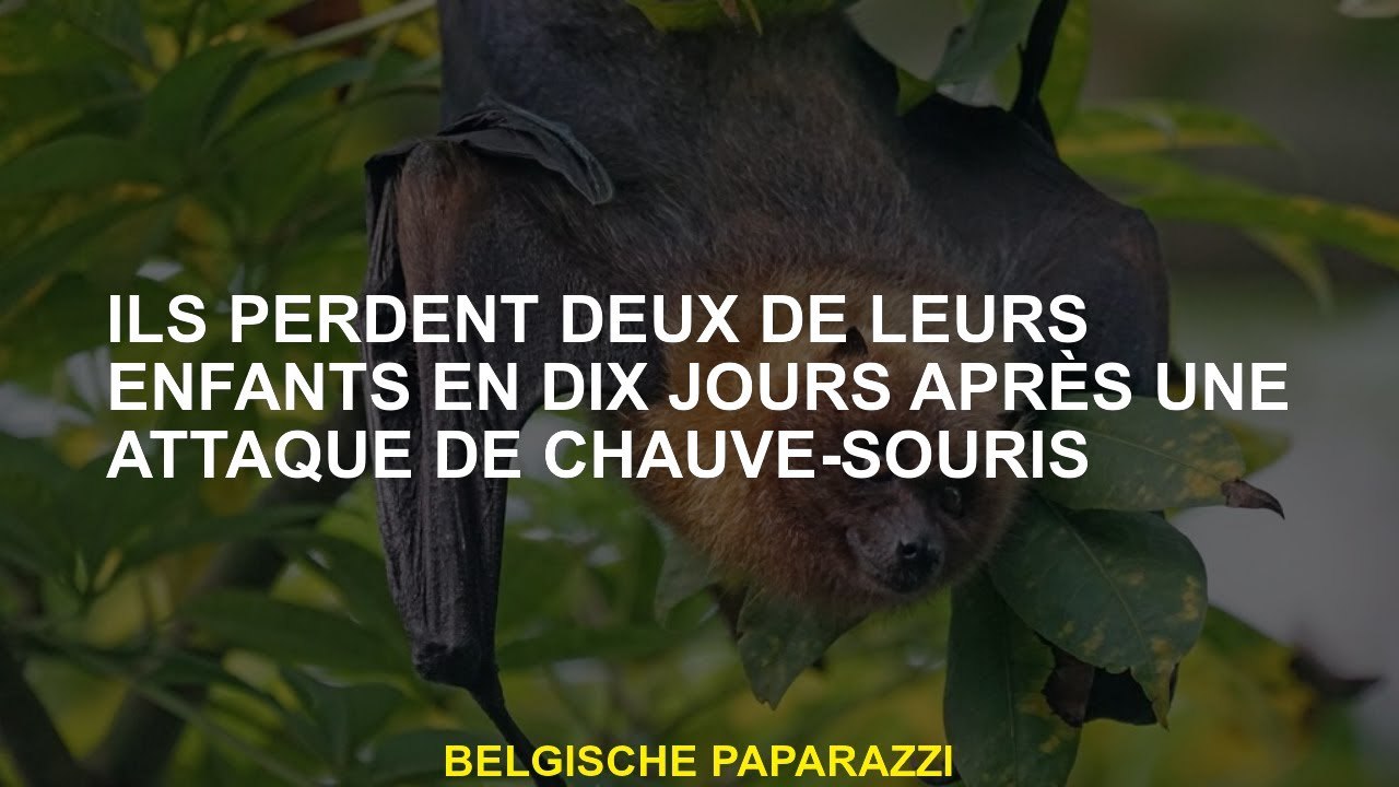 Ils perdent deux de leurs enfants dans dix jours après une attaque de chauve-souris