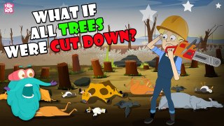 What If All Trees Were Cut Down? | Earth Without Trees | The Dr Binocs Show | Peekaboo Kidz