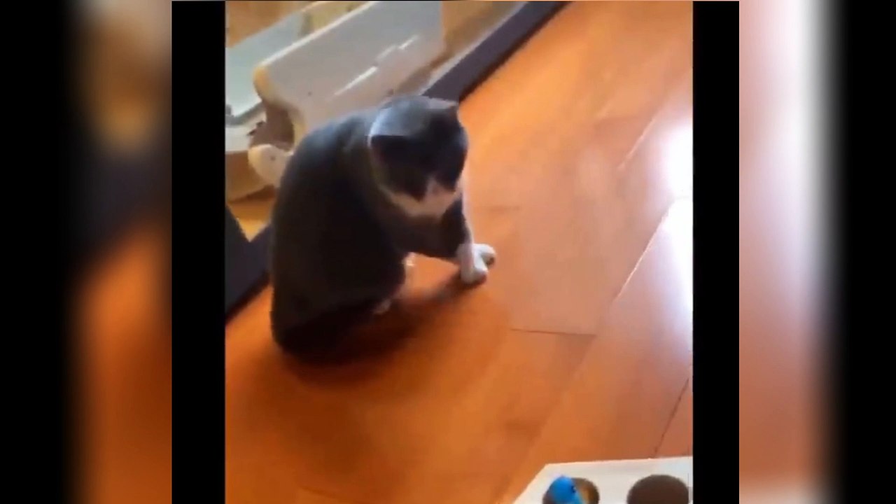 Funniest Animals 2023 Part 4 Funny Videos
