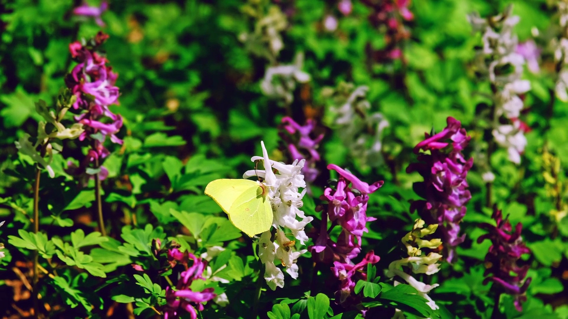 ⁣Relaxing Music and Birds Chirping Sounds with Beautiful Calmly Butterfly and Garden  Flowers