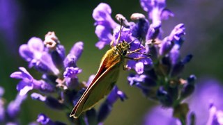 Relaxing Music and Birds Chirping Sounds with Beautiful Calmly Butterfly and Garden  Flowers