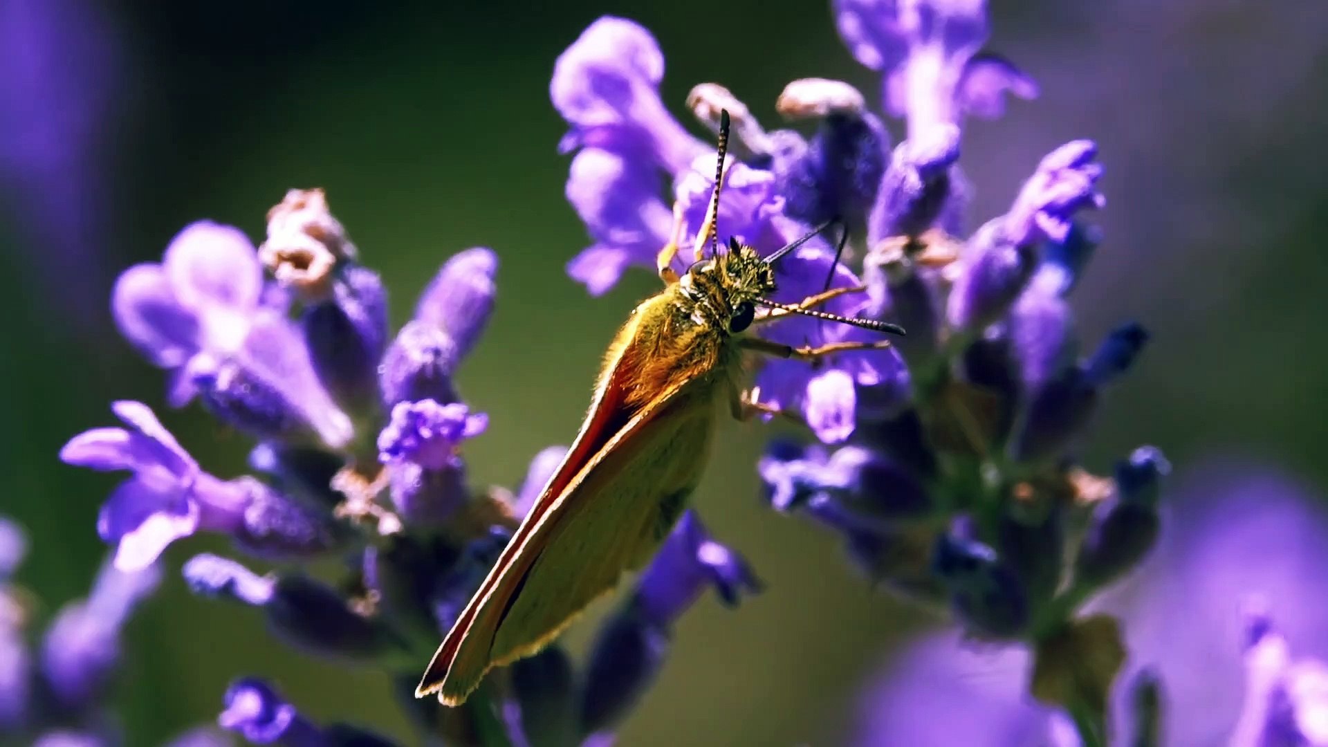 ⁣Relaxing Music and Birds Chirping Sounds with Beautiful Calmly Butterfly and Garden  Flowers