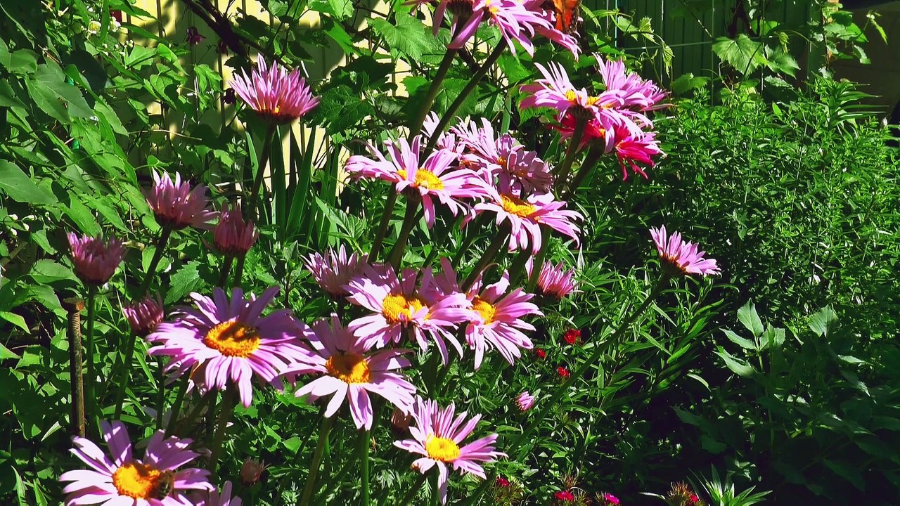 Relaxing Music and Birds Chirping Sounds with Beautiful Calmly Butterfly and Garden  Flowers