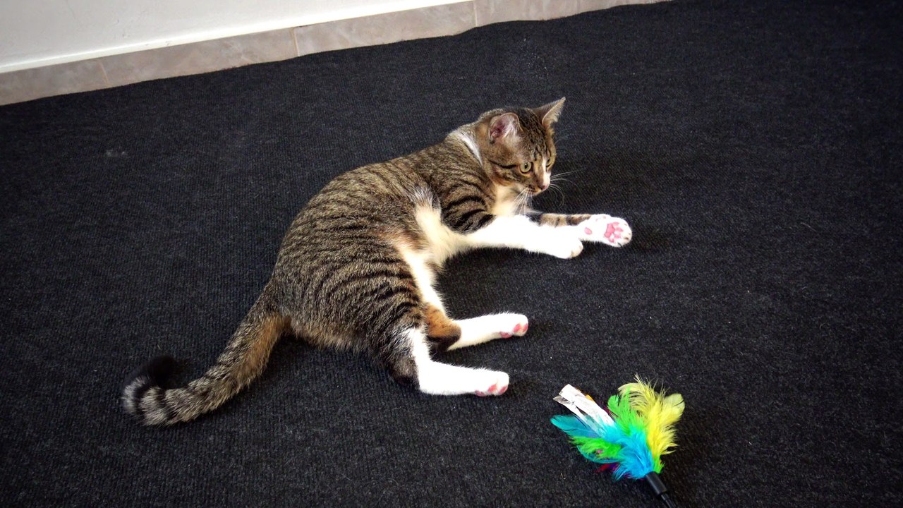 Cat Fights with Feather Wand