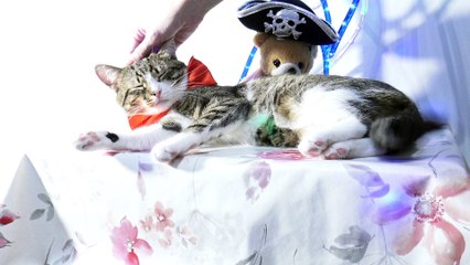 Funny Cat with a Red Bow