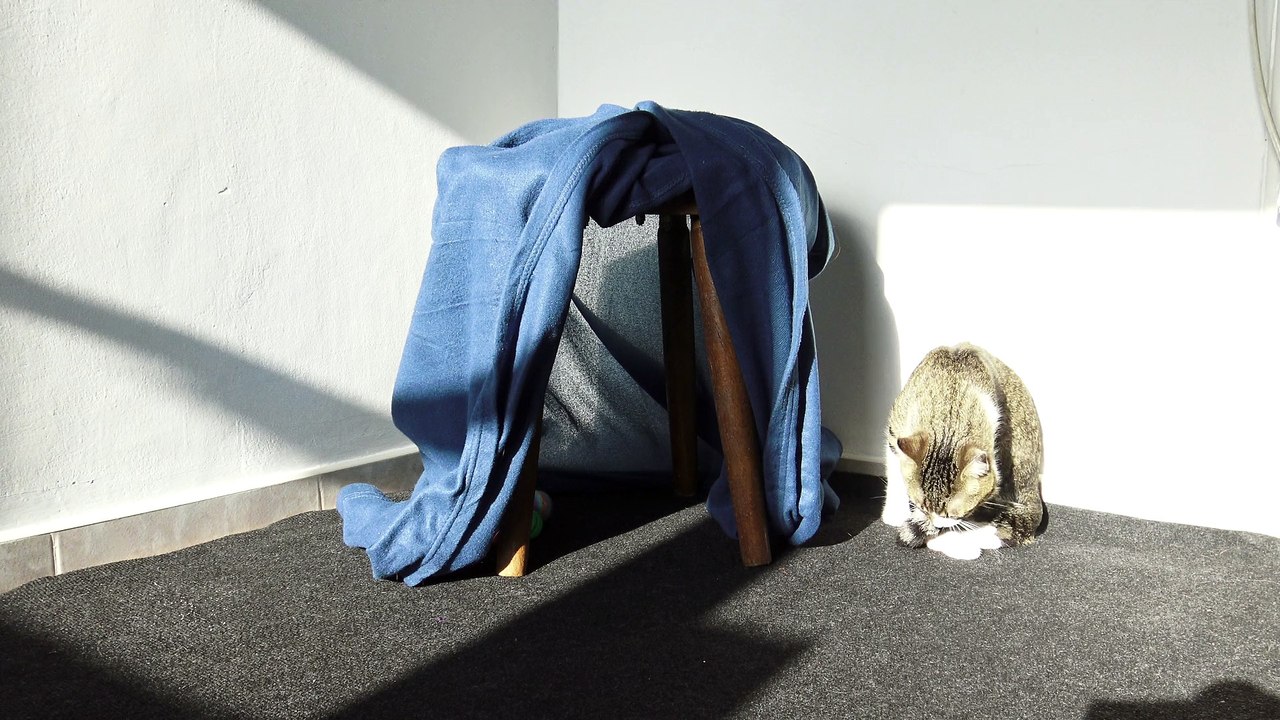 Kitten Washes His Tail