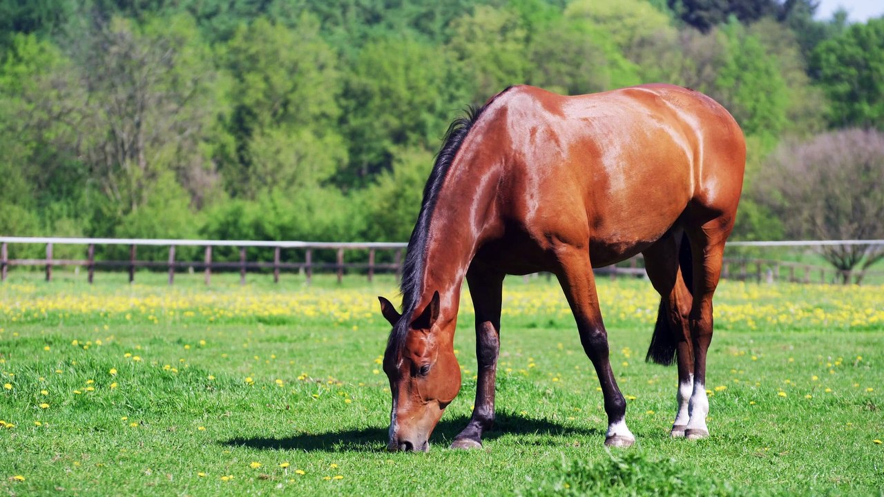 AMAZING  CUTE  HORSE