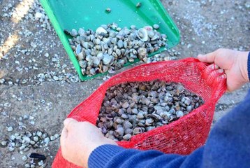 Her gün tonlarca kum midyesi avlayıp, dünyanın dört bir yanına ihraç ediyorlar