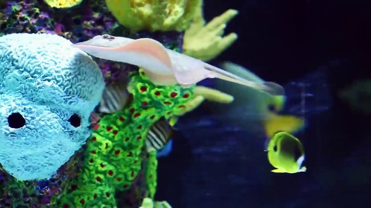 Tanked - Se12 - Ep05 HD Watch
