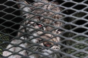 Köpeklerden kaçarken tel örgüde asılı kalan vaşak tedavi altına alındı