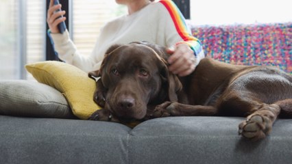 Are Pets Protecting Our Brains as We Age?