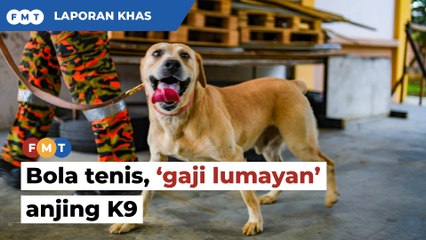 Bola tenis, 'gaji lumayan' yang ditunggu anjing pengesan K9