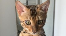 Gato avaliado em R$ 7 mil é confundido com filhote de onça e sol na mata