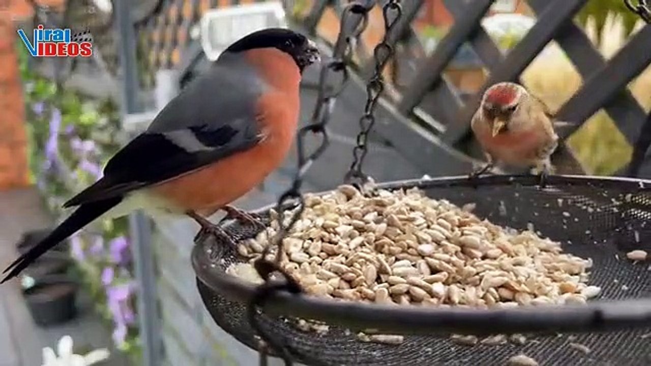 Bullfinch Bird and Redpoll | Nature is Amazing | Viral Videos