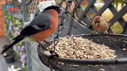 Bullfinch Bird and Redpoll | Nature is Amazing | Viral Videos