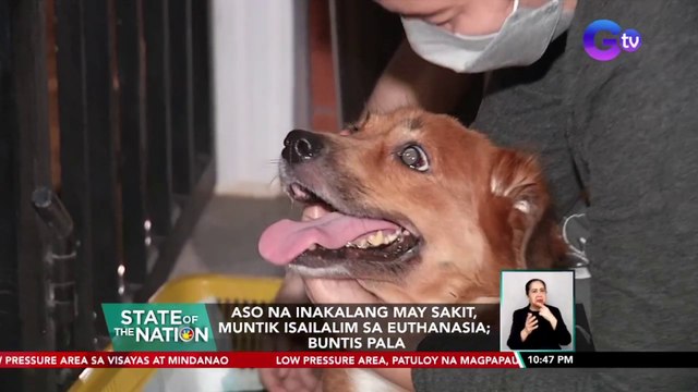 Aso na inakalang may sakit, muntik isailalim sa euthanasia; Buntis pala | SONA