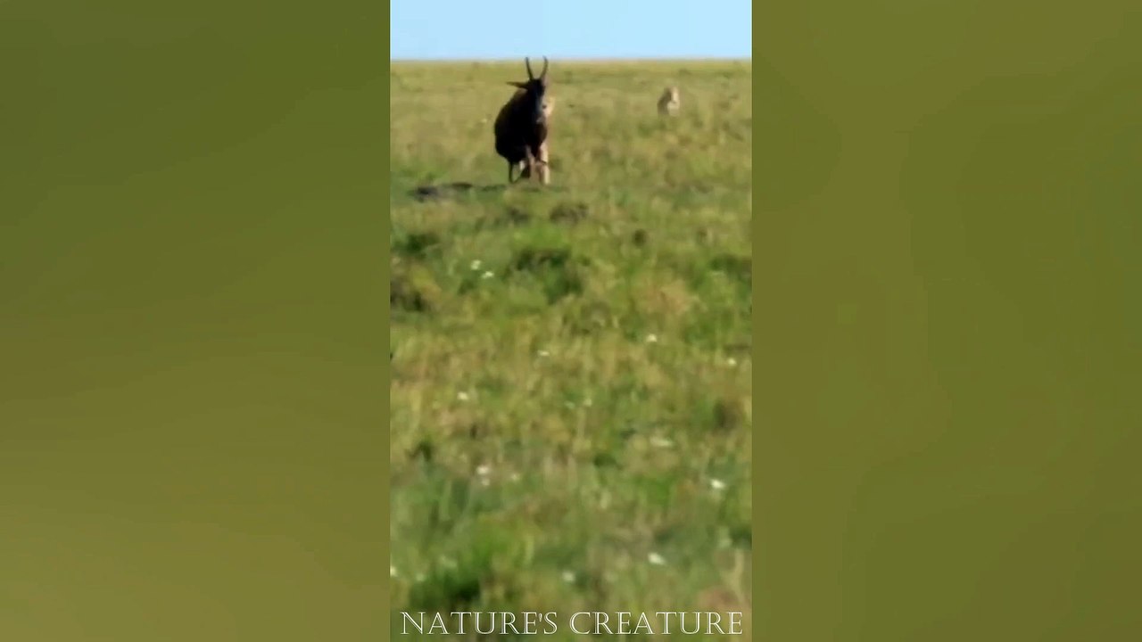 Lion hunting a topi Impala