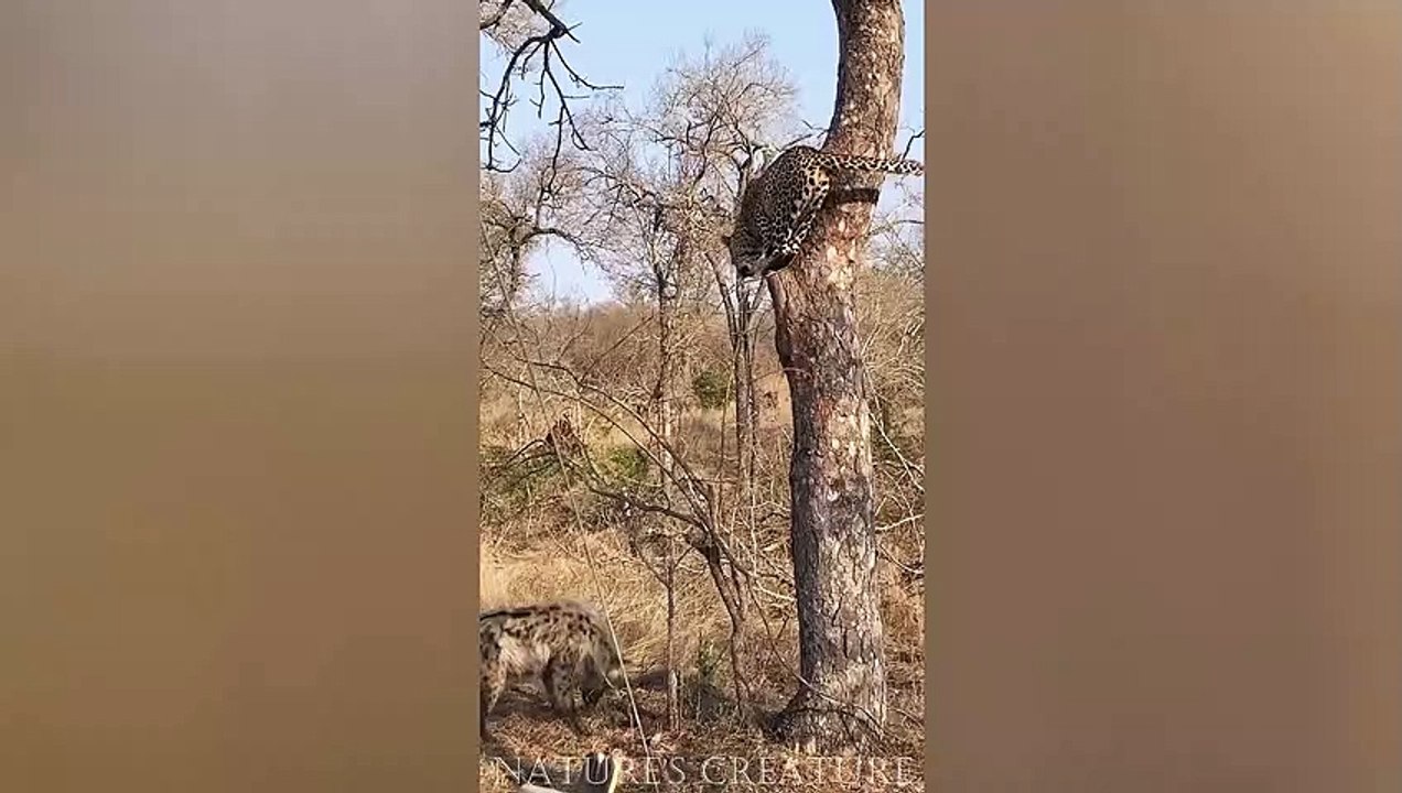 Leopard Thinks Twice About Jumping On Hyena