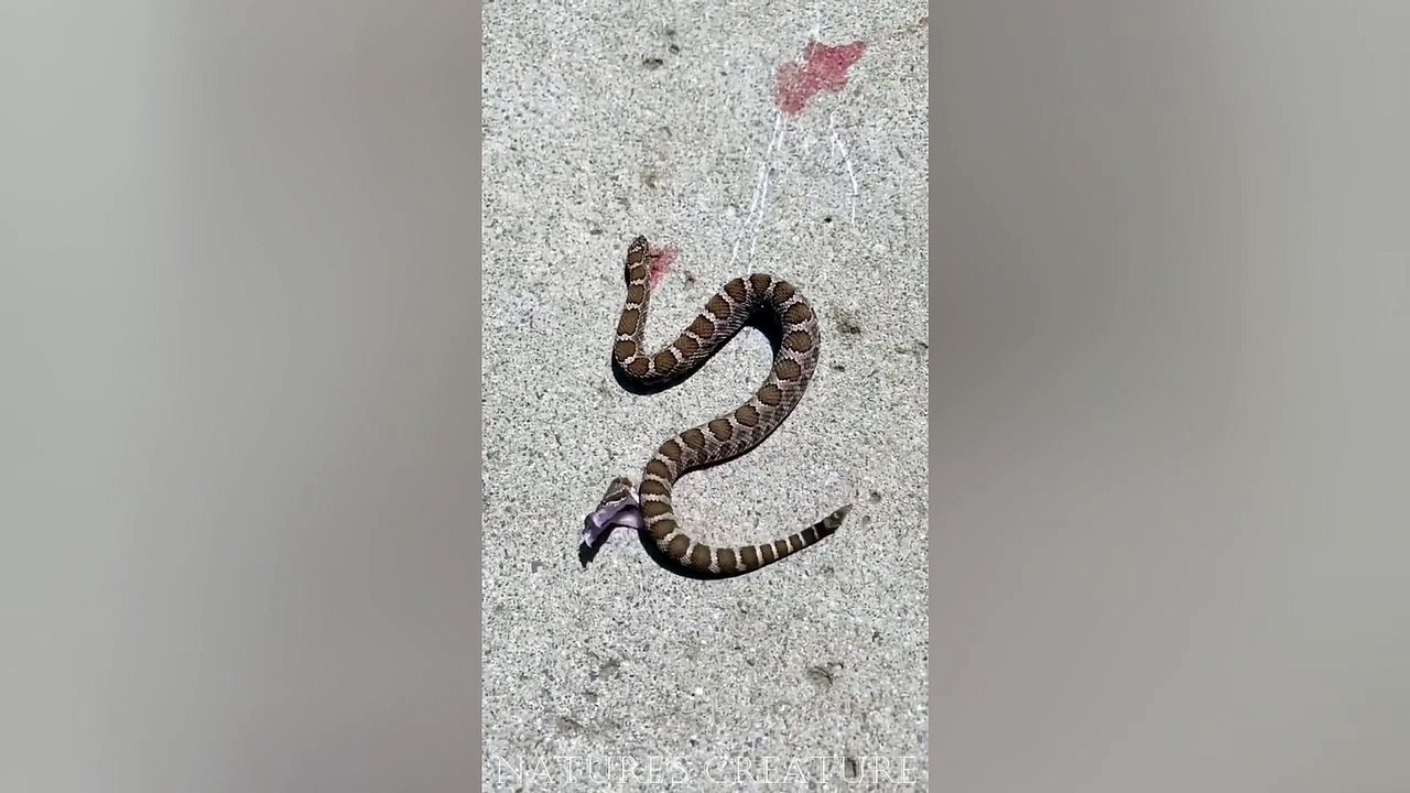 Rattlesnake bites it's headless body