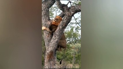 Tree Climbing male Lion