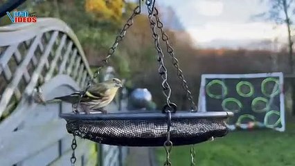 Siskin Bird | Nature is Amazing | Viral Videos