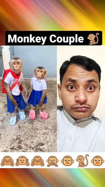 Monkey Couple #shorts #youtubeshorts #monkey