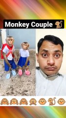Monkey Couple #shorts #youtubeshorts #monkey